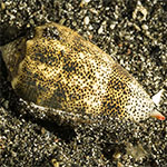 Conus arenatus